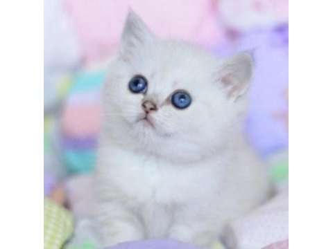 British shorthair dişimiz