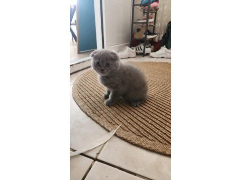Scottish fold yavrularımız