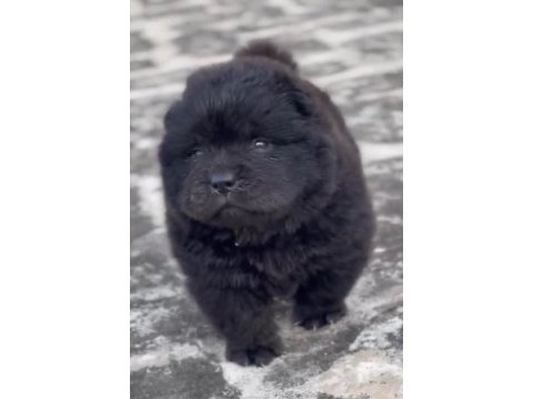 Birinci sınıf 2 adet chow chow