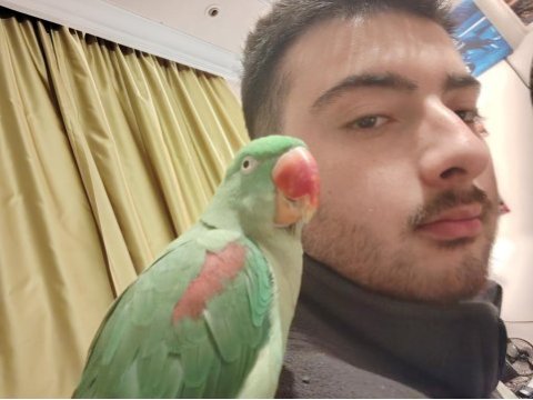 Acil alexander papağanı dişi