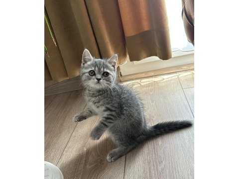 Blue tabby erkek bebek british longhair