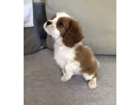 Aile ortamından cavalier king charles bebekler