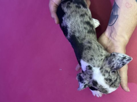 French bulldog köpeğimiz