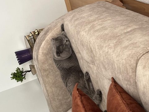 Ücretsiz sahiplendirme 2 yaşında scottish fold