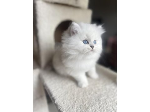 Safkan british longhair erkek