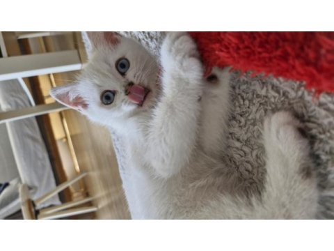 Yavru british shorthair bursa nilüfer