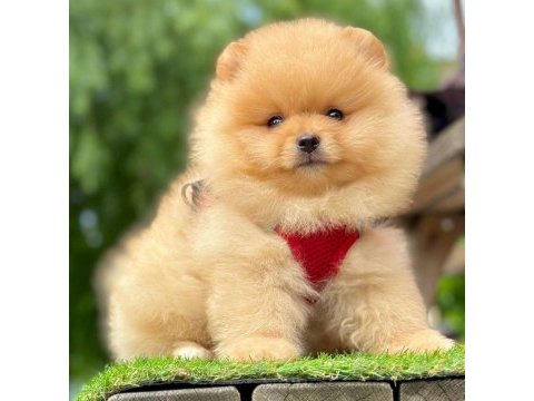 Safkan pomeranian boo bebekler