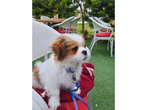 5 aylık safkan erkek shih tzu