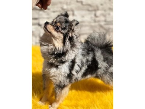 Pomeranian boo köpekleri