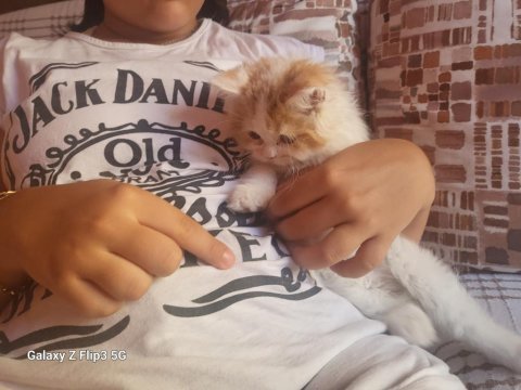 British longhair balımıza sıcak bir yuva arıyoruz