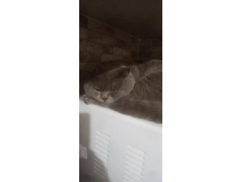 Sahiplenme british shorthair kediler