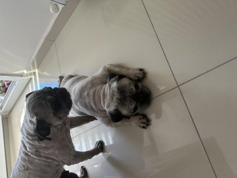 Pug kızlar