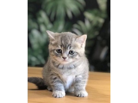 Brıtısh shorthair 