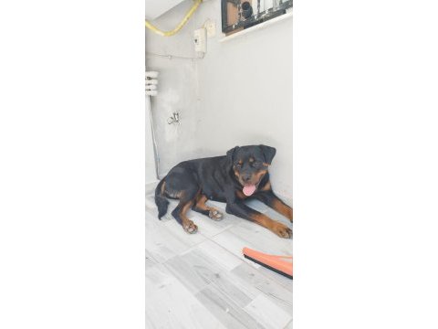 1.5 yaşında rottweiler