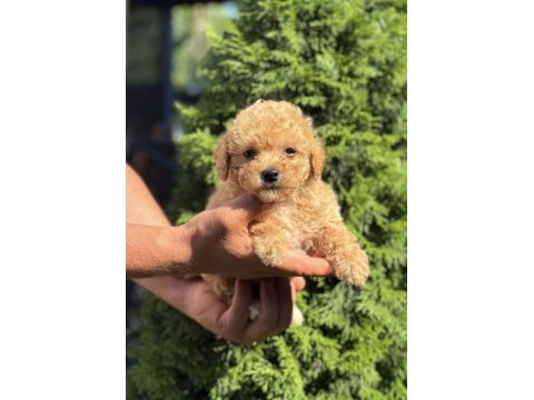 Biblo maltipoo erkek