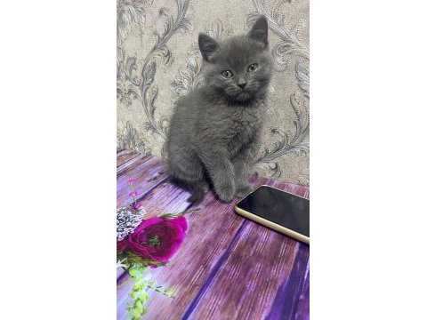 2 aylık british shorthair yavrular