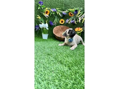 Orjinal pug yavrular ailelerini bekliyor