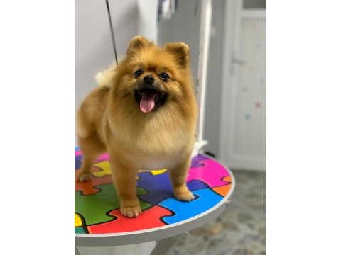 Pomeranian boo