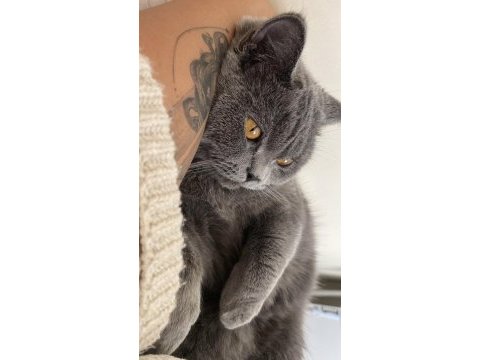 Gri british shorthair 2 yaşında