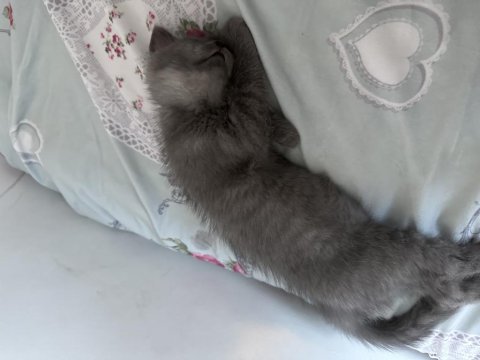2.5 aylık yavru kedim
