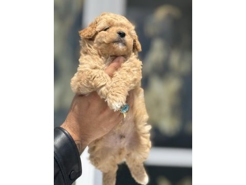 Ankaranın  en özel kore maltipoo yavruları