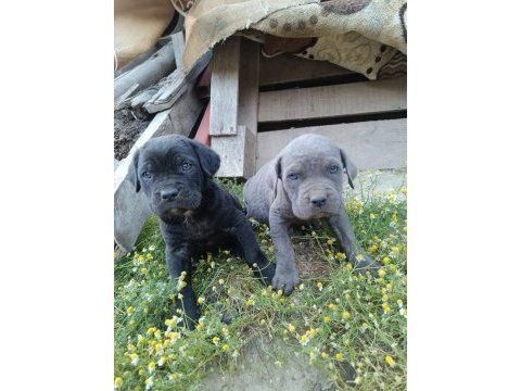 Cane corso a kalite bebekler