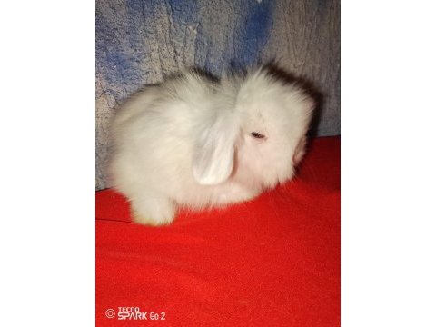 Teddy lop tavşan yavrular mavi göz