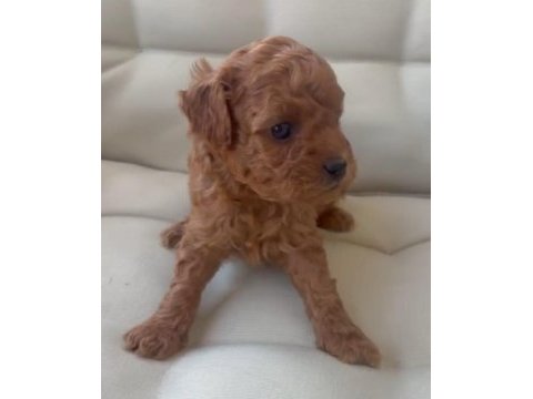 Toy poodle minik şekerler