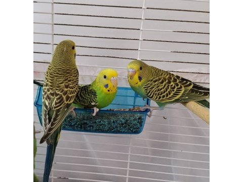 Yeme yeni düşen yavru muhabbet kuşları
