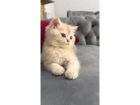 Ay11 safkan golden british shorthair bebek