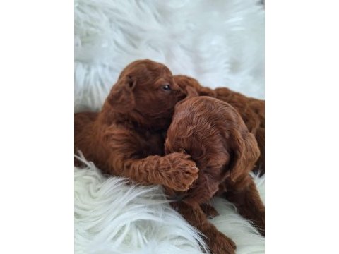 Mersinin tatlı poodle yavruları