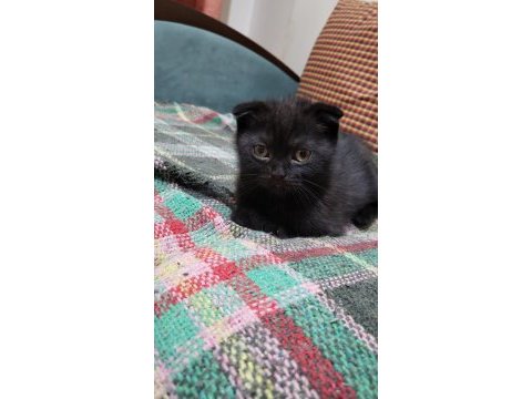 Scottish fold black tabby baby