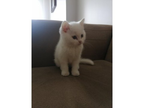 British shorthair ve scottish fold