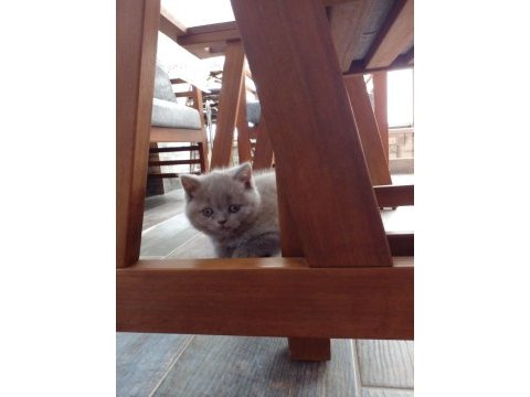 Sevimli scottish fold yavru kedicikler