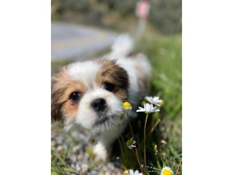 5 aylık safkan erkek shih tzu