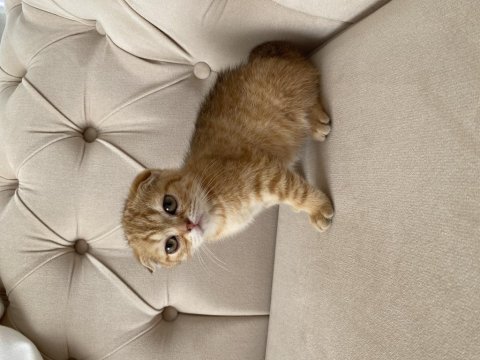 Saf scottish fold gold minnoşlar