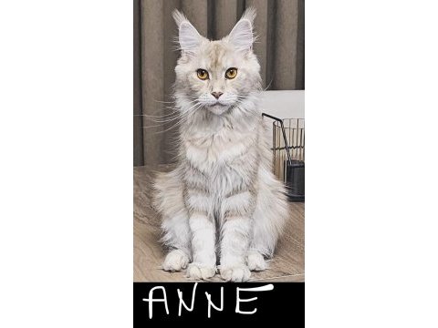 Maine coon yavru kedilerimiz