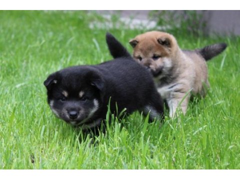 Türkiyede tek shiba inu yavrular