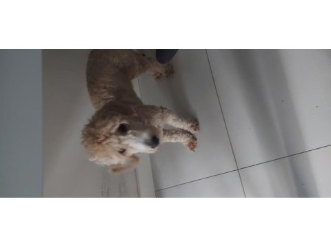 4 aylık yavru maltipoo