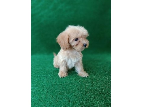 Maltipoo dişi erkek