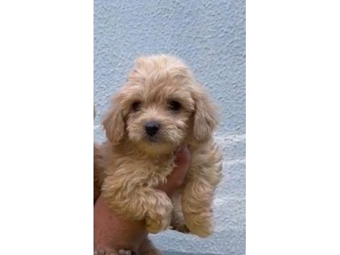 2 aylık dişi maltipoo sahiplendirme