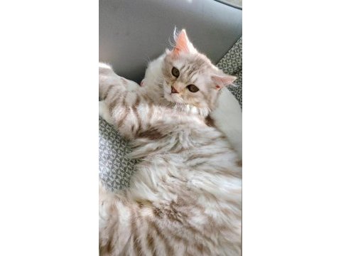 Acil sahiplendirme british longhair