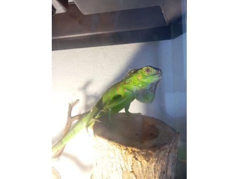 Tüm eşyaları ile birlikte iguana