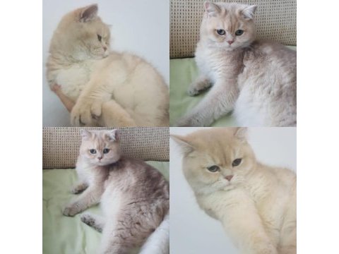 Ay12 british shorthair golden erkek
