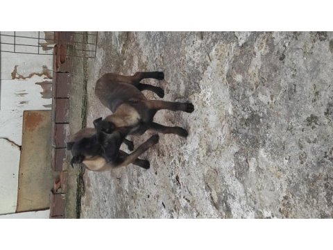 Yavru malinois köpekler