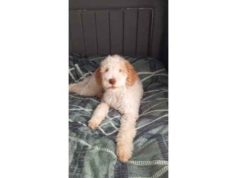 Lagotto romagnolo 4 aylık