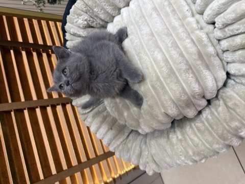 British shorthair yavrular