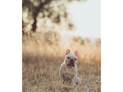 Renkli gözlü ırk garantili french bulldog yavrularım