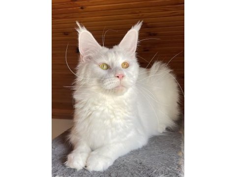 Maine coon xxxl