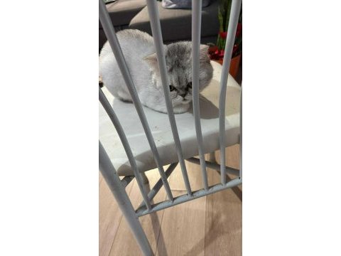 British shorthair dişi 7 aylık